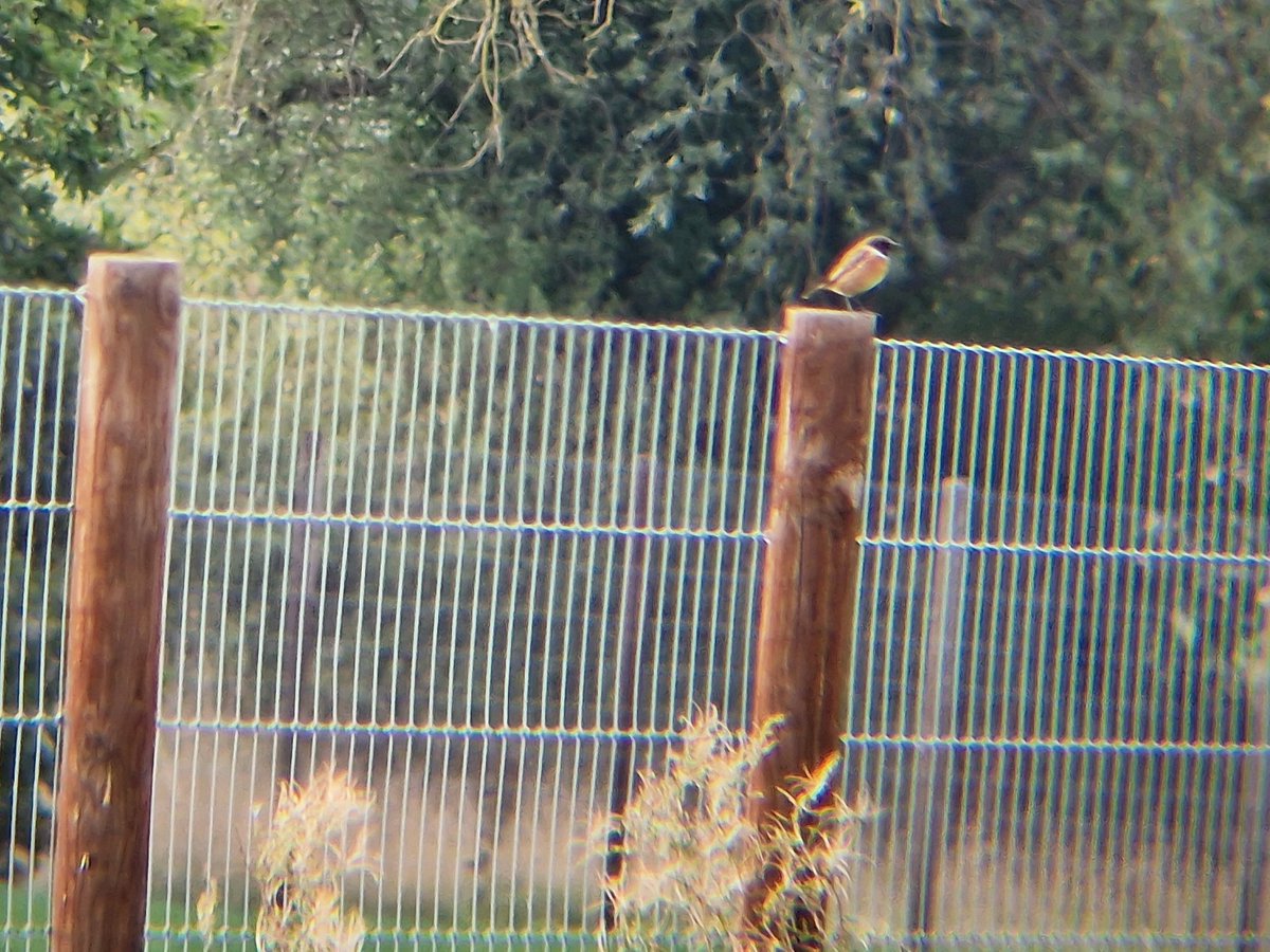 A lovely autumn walk up to #lockopark late morning and a good for Chats with a Wheatear on a nearby track and two pairs of Stonechat (one pair back on a traditional winter territory). Skylarks moving, Meadow Pipits (c10) arriving &amp; a clear out of Hirundines 🍂 <a href="/Derbyshirebirds/">Derbyshire Ornithological Society (DOS)</a>