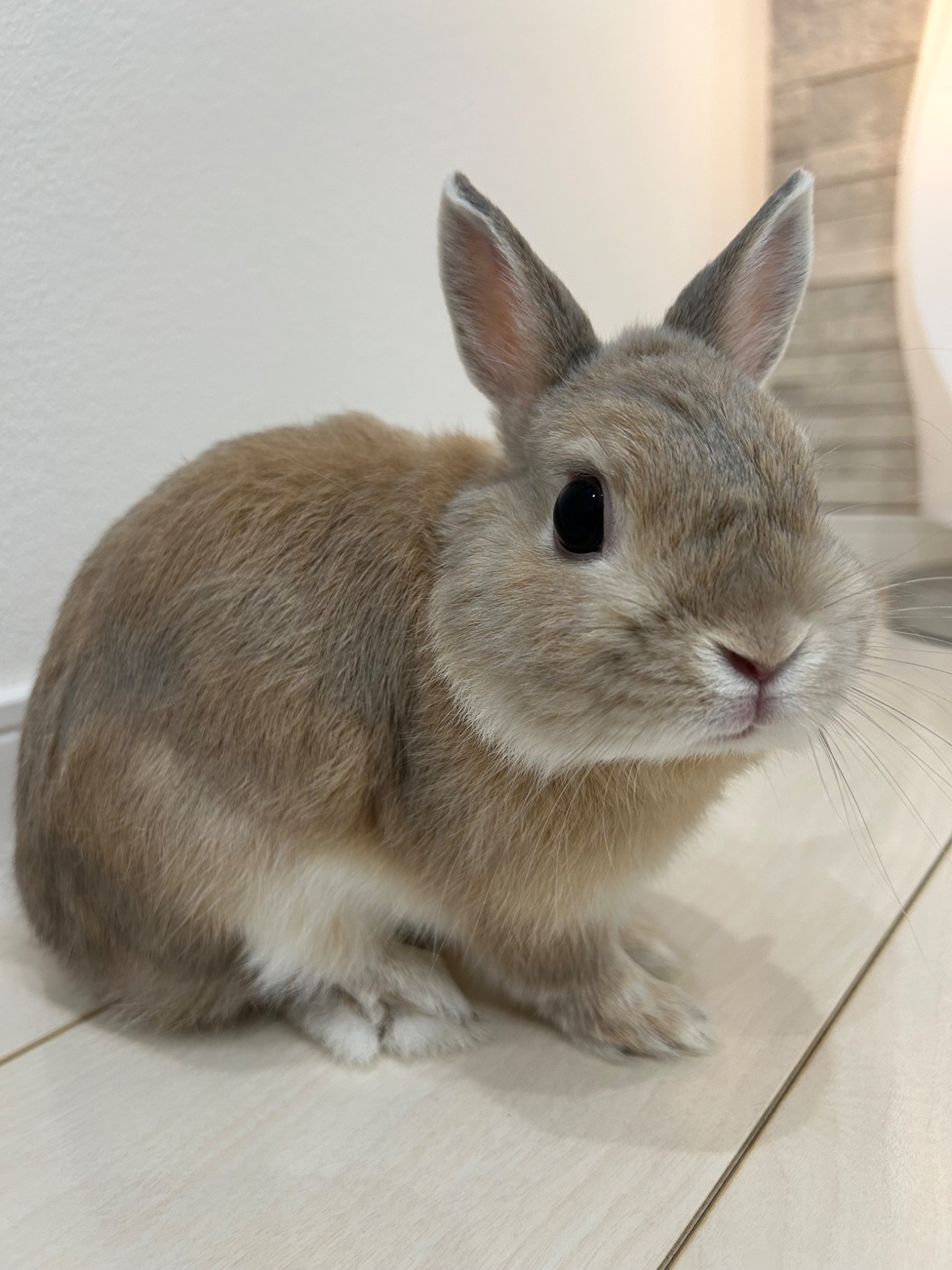 よもだうさぎ CUTE キュート販売 ぬいぐるみ こうさぎ うすピンク F0248