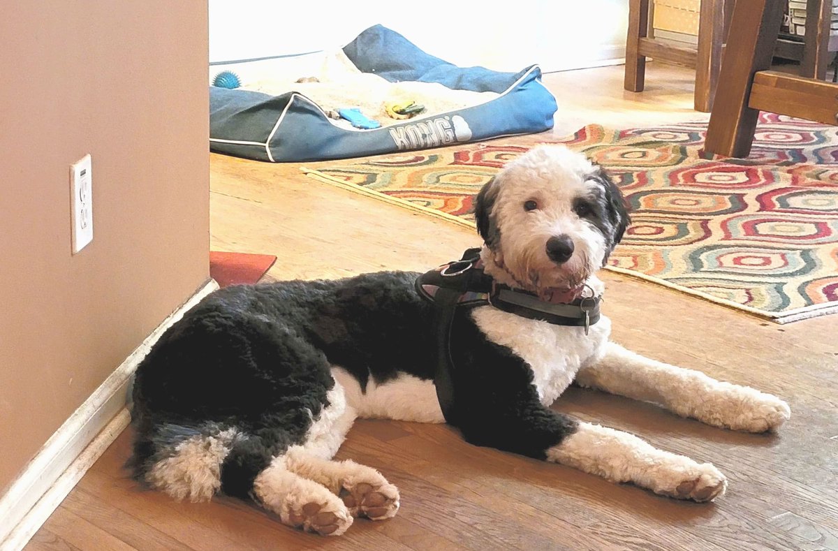 BarkBustersGA's tweet image. Hi, I'm Heimdall. Cody from Bark Busters taught me how to chill out when new guests come over instead of growling and even made leash walks less of a tug-of-war. 🎉 I'm feeling more relaxed and confident around everyone! Thank you, Cody! 🌟