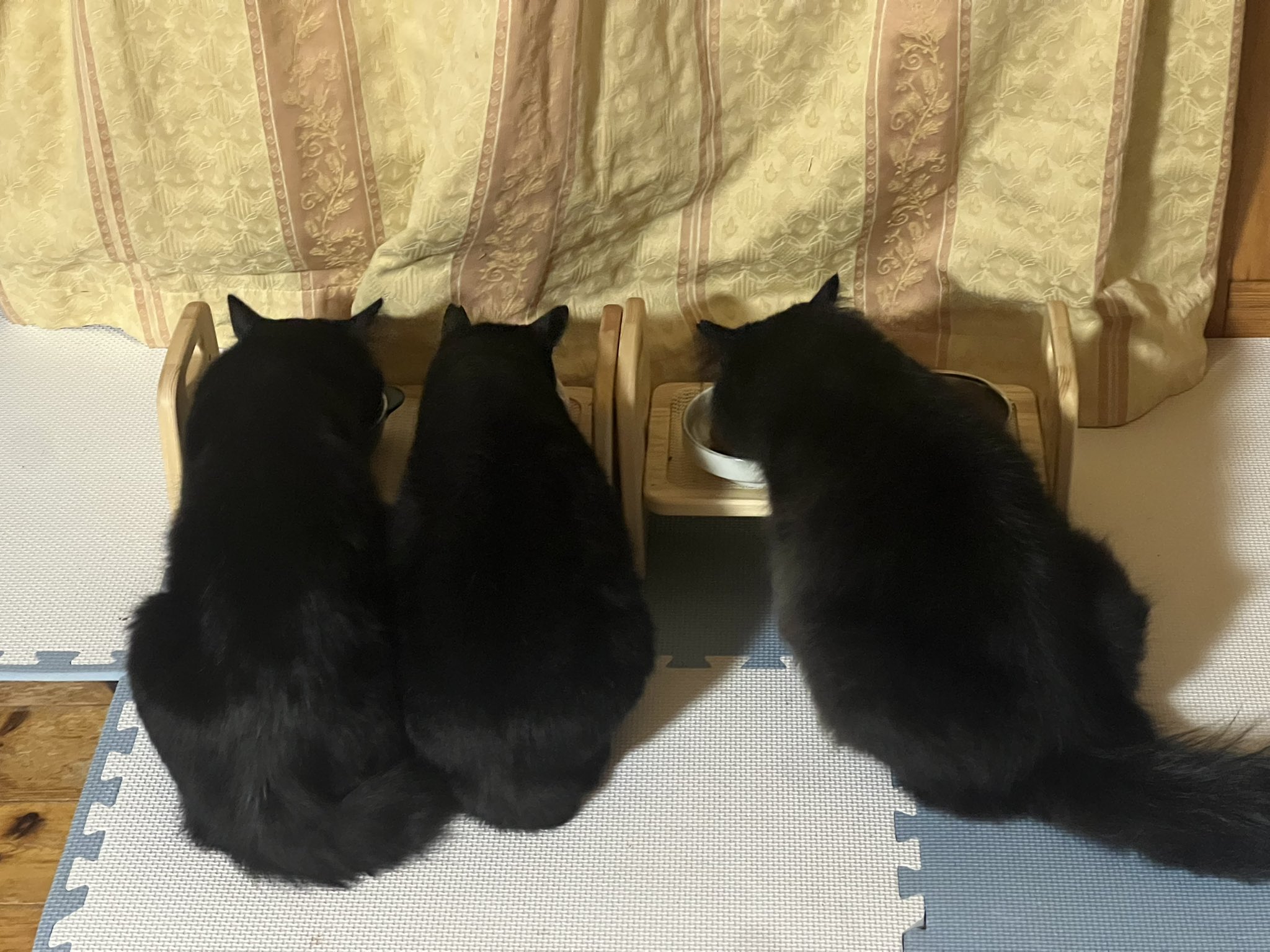 黒猫 赤城山猫 on X: 