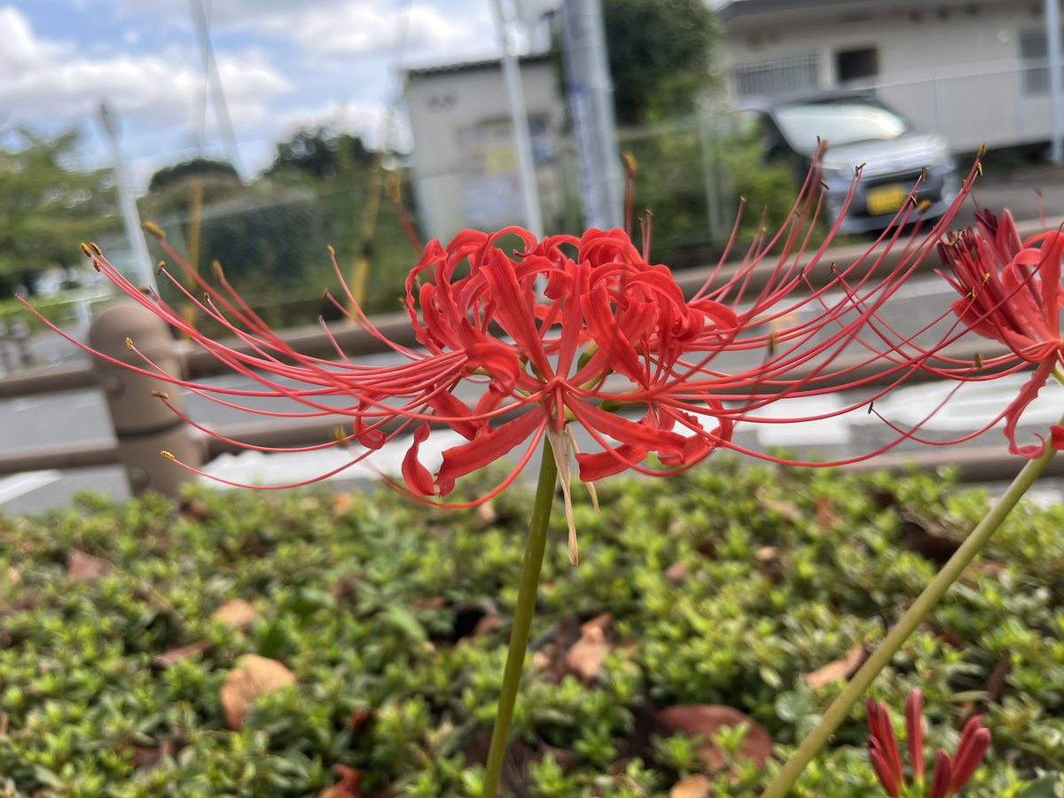 JanyCat's tweet photo. 季節到来
散歩してて見つけた彼岸花
この花火見たいな形が好き❤️ https://t.co/LS15Sy66Bm