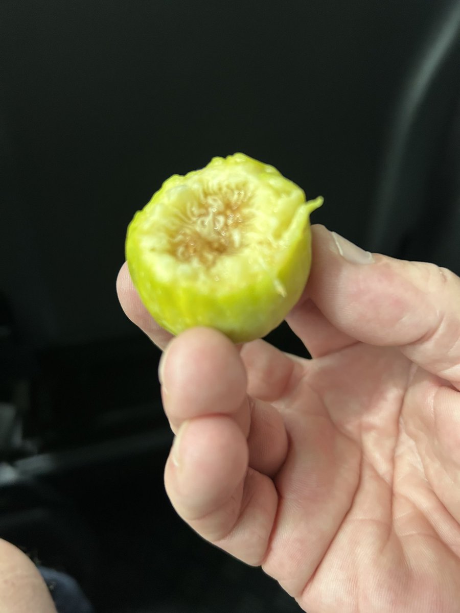 Locoman Lafleur ®️ tweet media