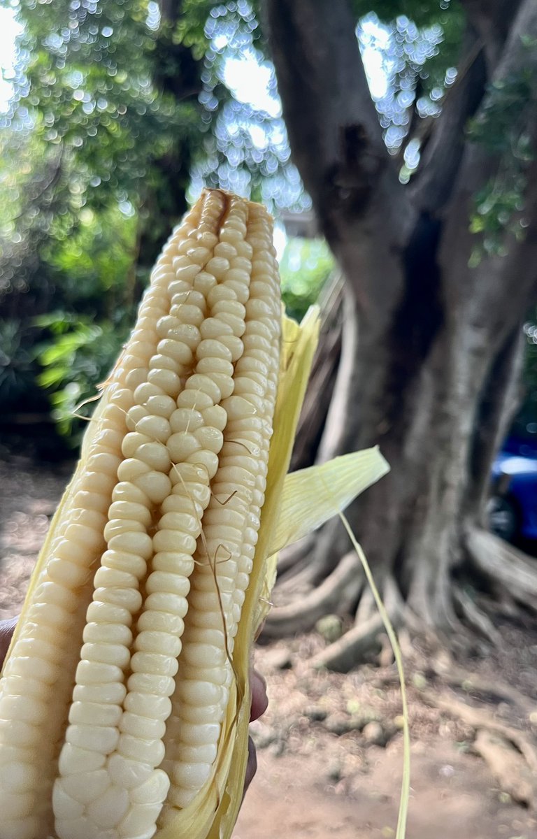 Los Sabores y Saberes del Maíz