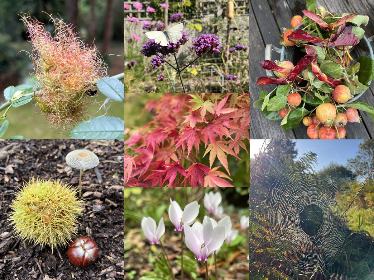 A few autumnal images captured over the last week… a week when we had our first frosty morning! 💚 #inmygarden #attheoffice #SevenOnSunday