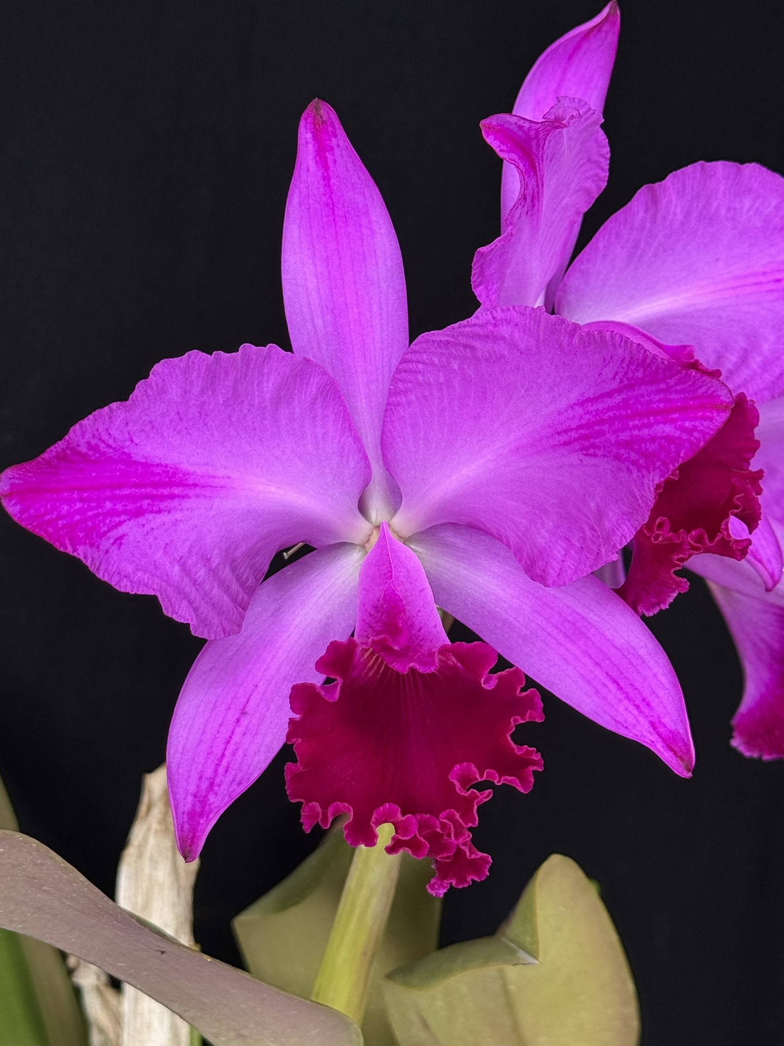 Wakayama Orchids (@WakayamaOrchids) / X