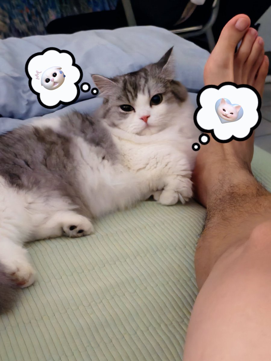 欢迎来到@ 猫猫TV