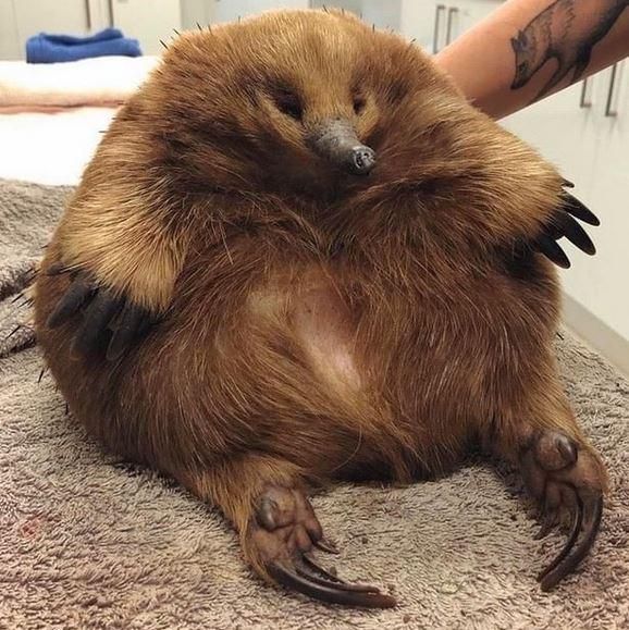 Shadoo_creeture's tweet image. FUCKING♥️♥️♥️♥️