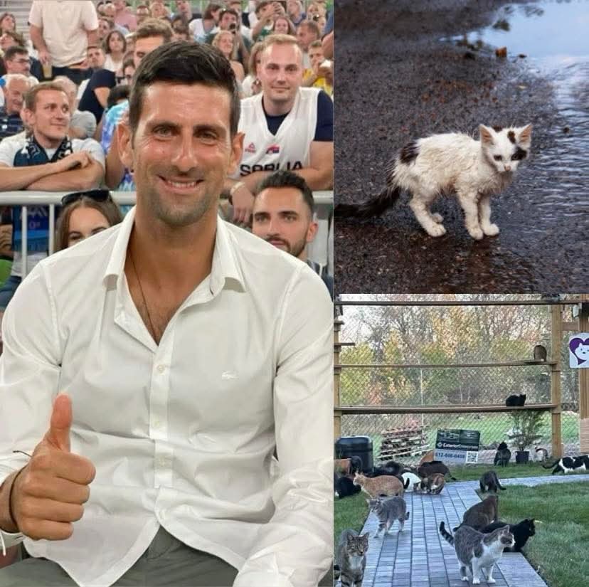 La leggenda del tennis Novak Djokovic ha sorpreso il mondo con un progetto che va ben oltre i campi da gioco: la creazione di “Whisker Haven”, un santuario da 5 milioni di dollari dedicato ai gatti randagi in Serbia. 
“Troppi gatti vengono abbandonati ogni anno, lasciati soli