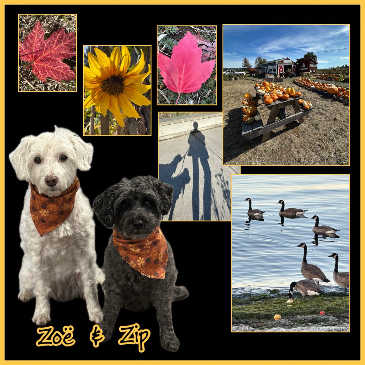 💛🍁🧡🍁💛

"As long as autumn lasts, I shall not have hands, canvas and colours enough to paint the beautiful things I see" 
~Vincent Van Gogh 

Many beautiful signs of autumn lately 💛

#AutumnColors
#PumpkinFarm
#LongLowShadows
#CanadianGeeseMigration
#AutumnBandanas

Enjoy💛