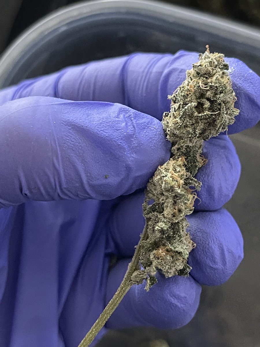 breeder_j's tweet image. This is the $500 cut we got from Seed Junky. Banana Cream Jealousy. Yes, $500. And people complain to me that $40 is too much. 
Blueberry Spider and Nova 91 eat this little guy for breakfast.