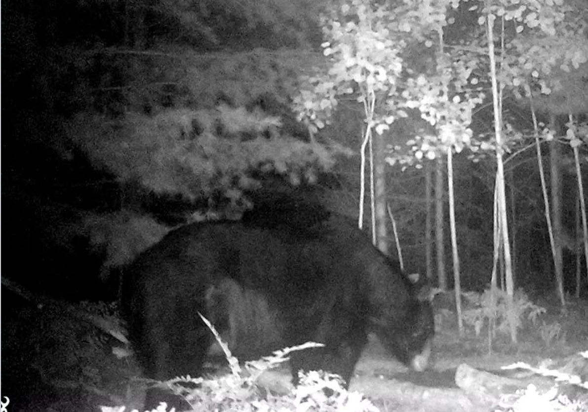 Boris is back…at neighbors house….