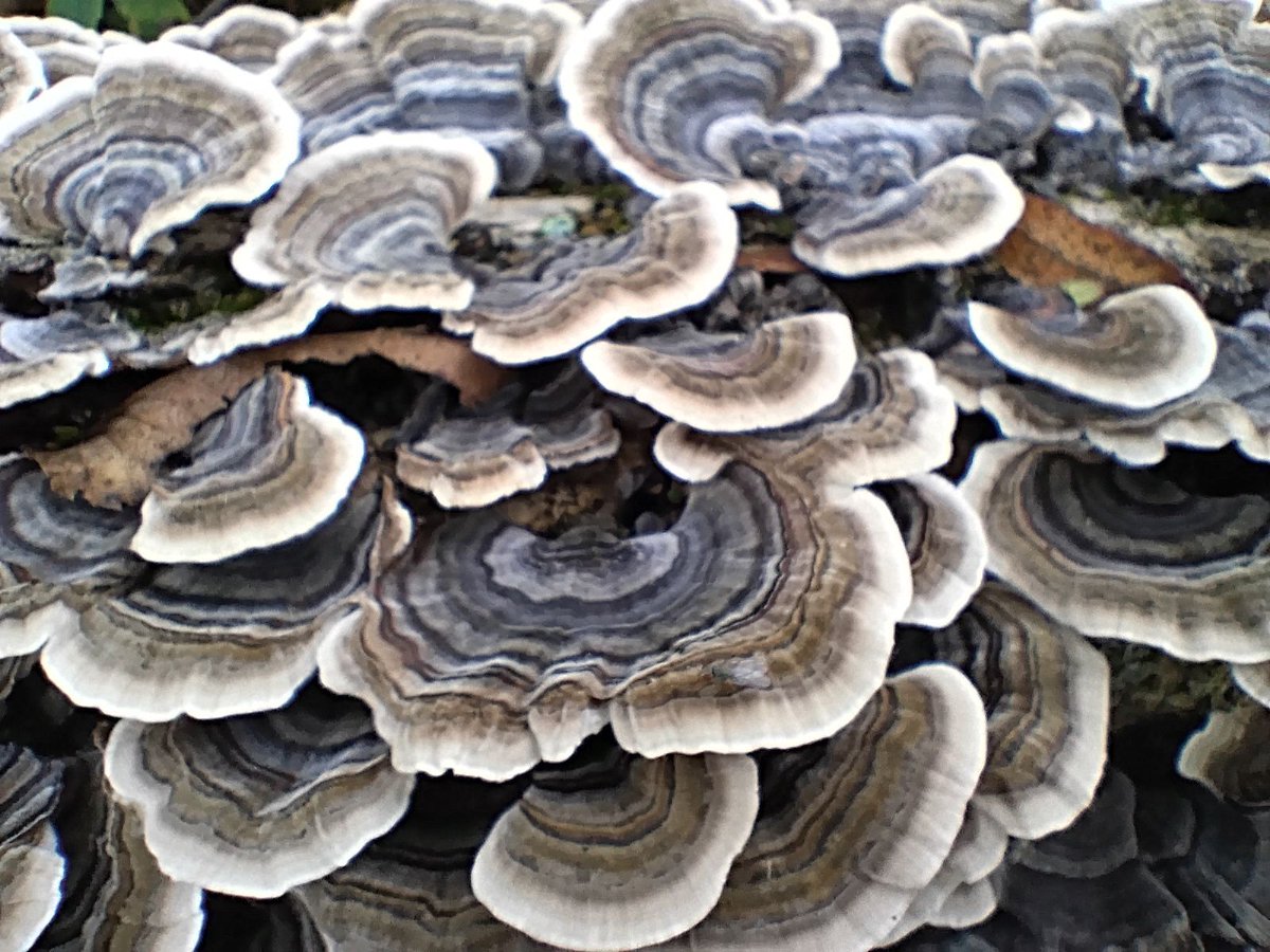 AndrewBuhman's tweet image. If you look closely, you&apos;ll notice that the universe is nothing more than ripples flowing into ripples, shaping life in quiet ways we rarely notice. 🌿✨

#SundayStillness #SpiritualReflections #NatureWisdom #Ripples #MindfulMoments #TaoistThoughts #NaturePhotography