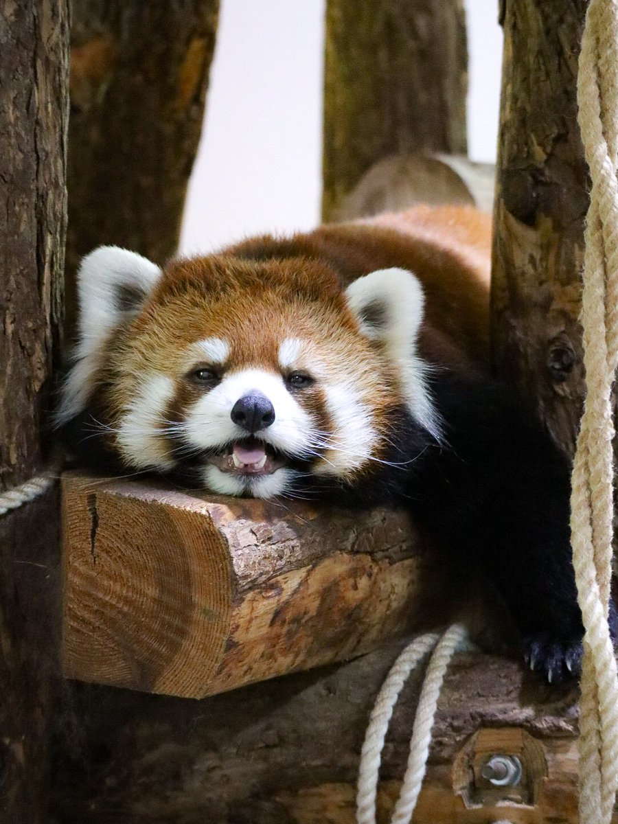 pom_lesser's tweet image. デヘヘッ😏🐾

#アンコ
#レッサーパンダ
#長野市茶臼山動物園
#茶臼山動物園
#redpanda
#lesserpanda