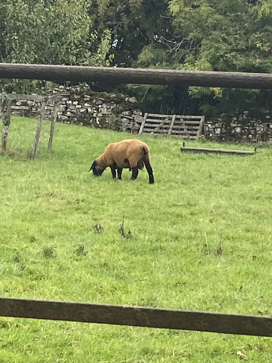 I’ve been on to introduced myself and my staff to our new neighbour’s, two tups from last weeks Hawes Hunks sale. 
Fine and friendly chaps I am sure we will get along. 
The butler and I are feeding the tups and lambs all week so I will keep you posted.
