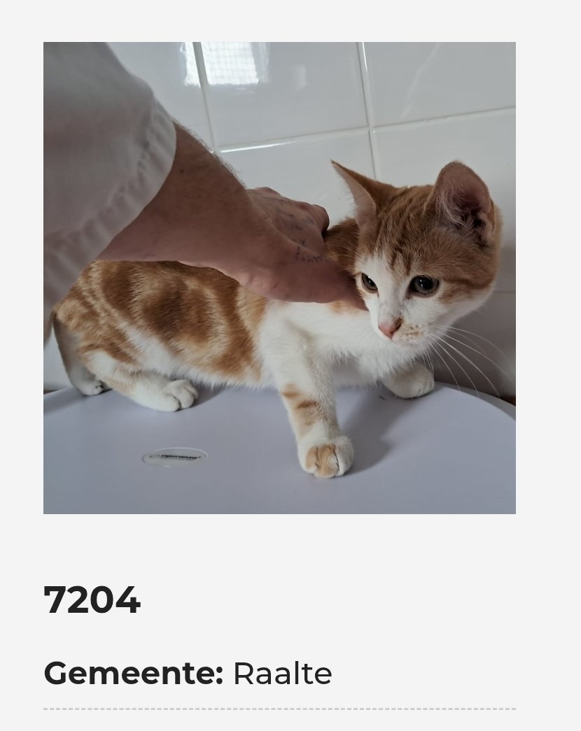 AsielZwolle's tweet photo. Gevonden 14 september 
Poes
J. Van Arkelstraat Raalte https://t.co/Muw50tSANk
