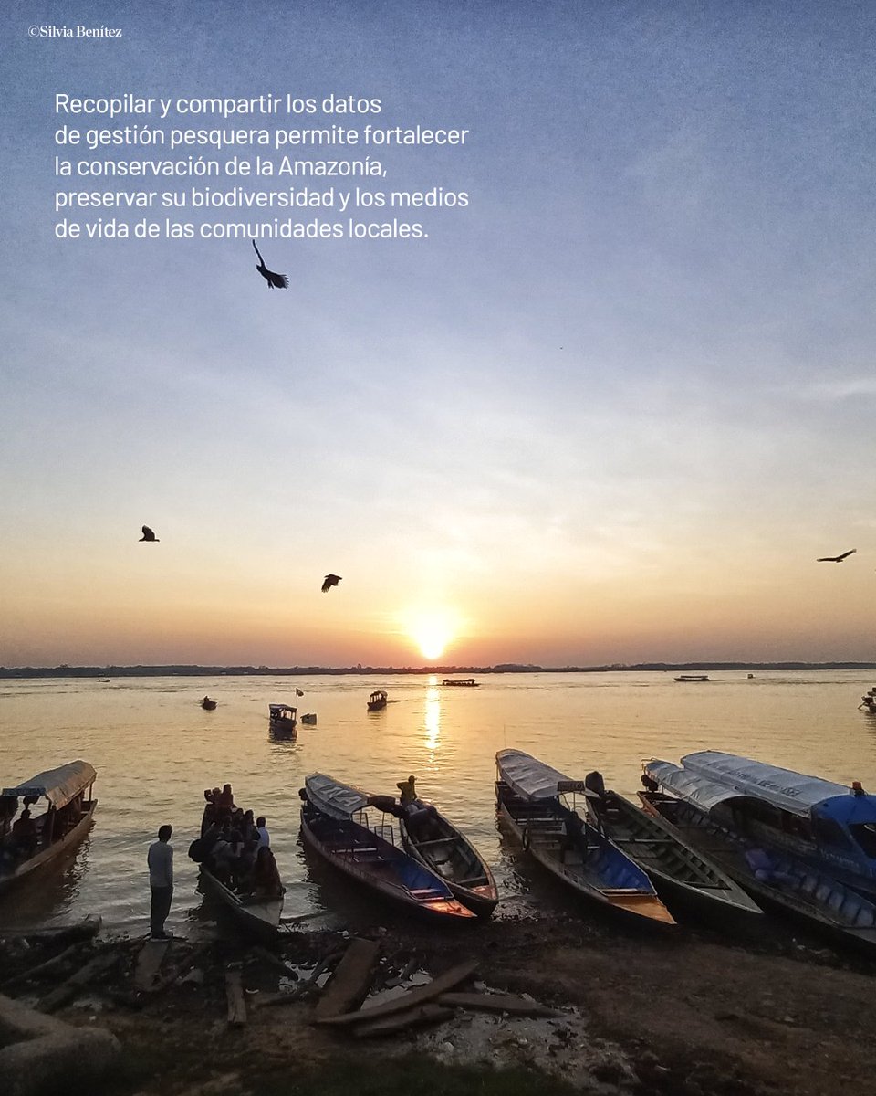 🔎 Un nuevo estudio en la cuenca del Amazonas identificó más de 200 iniciativas de manejo y monitoreo pesquero, que involucran a más de 21.000 pescadores en cuatro países, y fortalecen la conservación de especies de agua dulce.
📖 Revisa el reporte: nature.ly/46Tieff