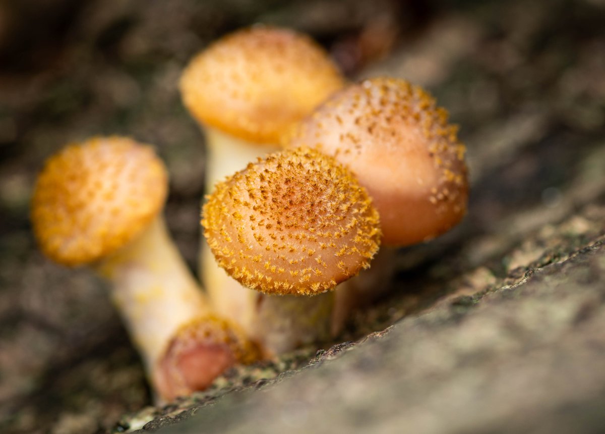 Allan Burrows tweet media