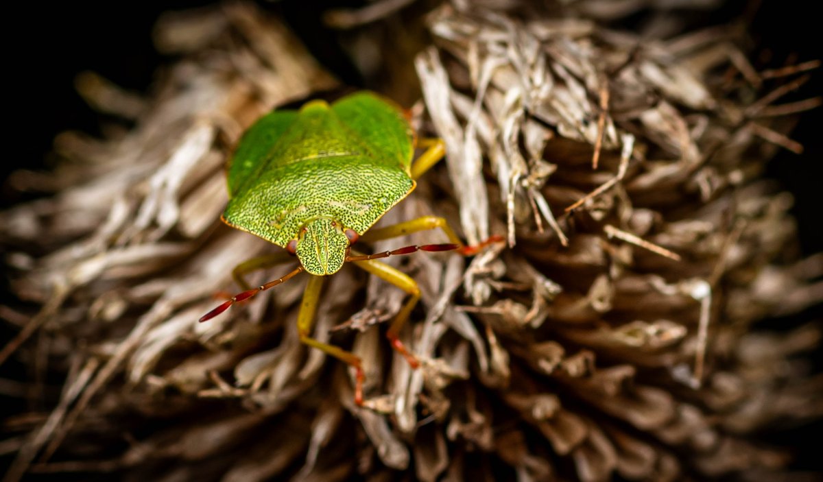 Allan Burrows tweet media