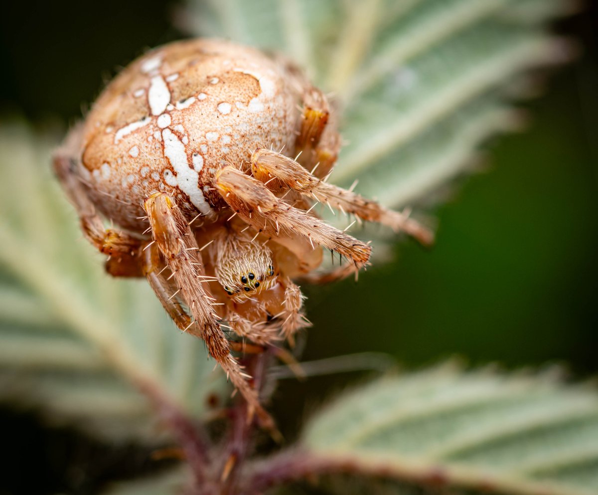 Allan Burrows tweet media