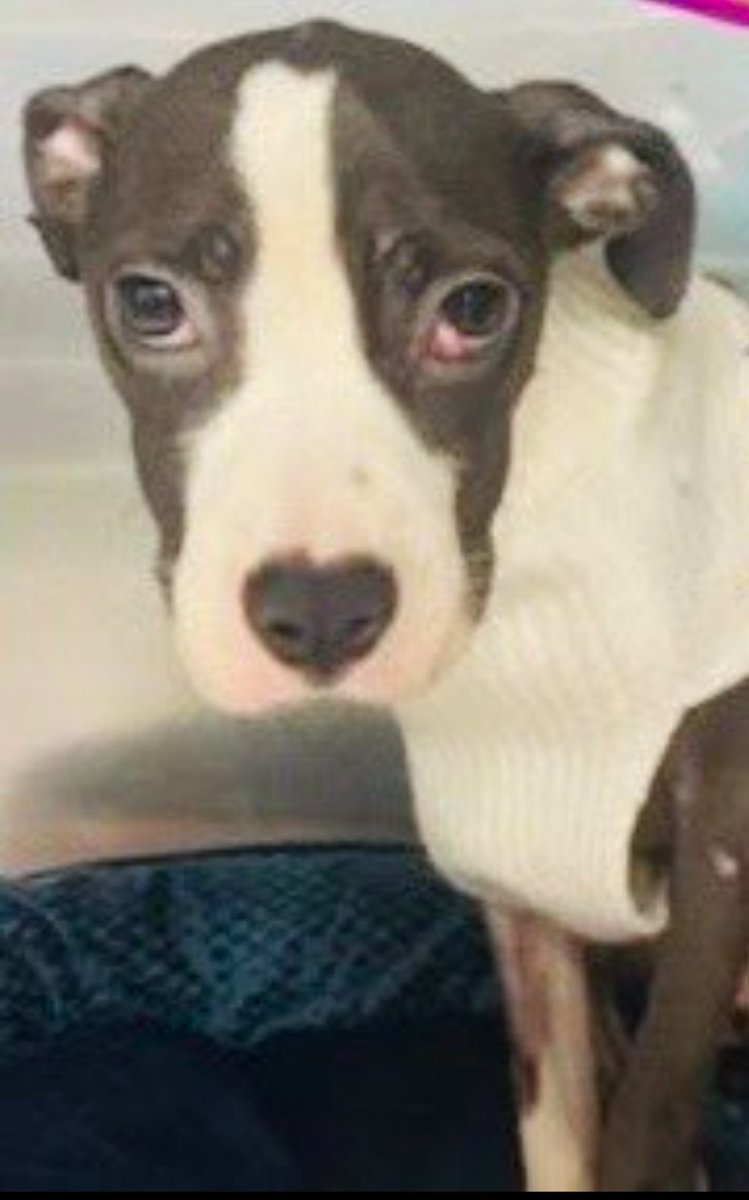 Anne Margaret Daniel ๐ฆ (@venetianblonde) on Twitter photo No one has helped this seven month old puppy. She's been rotting and suffering in the NYC ACC for days. They can afford to send her to <a href="/amcny/">The Schwarzman Animal Medical Center</a> or one of the many New York City area vets who offer care to shelter animals for free or at a huge discount. For God's sake, help.
RT No one has helped this seven month old puppy. She's been rotting and suffering in the NYC ACC for days. They can afford to send her to <a href="/amcny/">The Schwarzman Animal Medical Center</a> or one of the many New York City area vets who offer care to shelter animals for free or at a huge discount. For God's sake, help.
RT