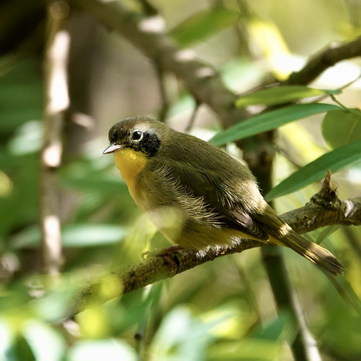 gigpalileo's tweet image. Common Yellowthroat 
This Sunday morning  in my neighborhood on the UES☀️
Safe travels!!!!
#birdcpp 
#fallmigration 
#birdwatching