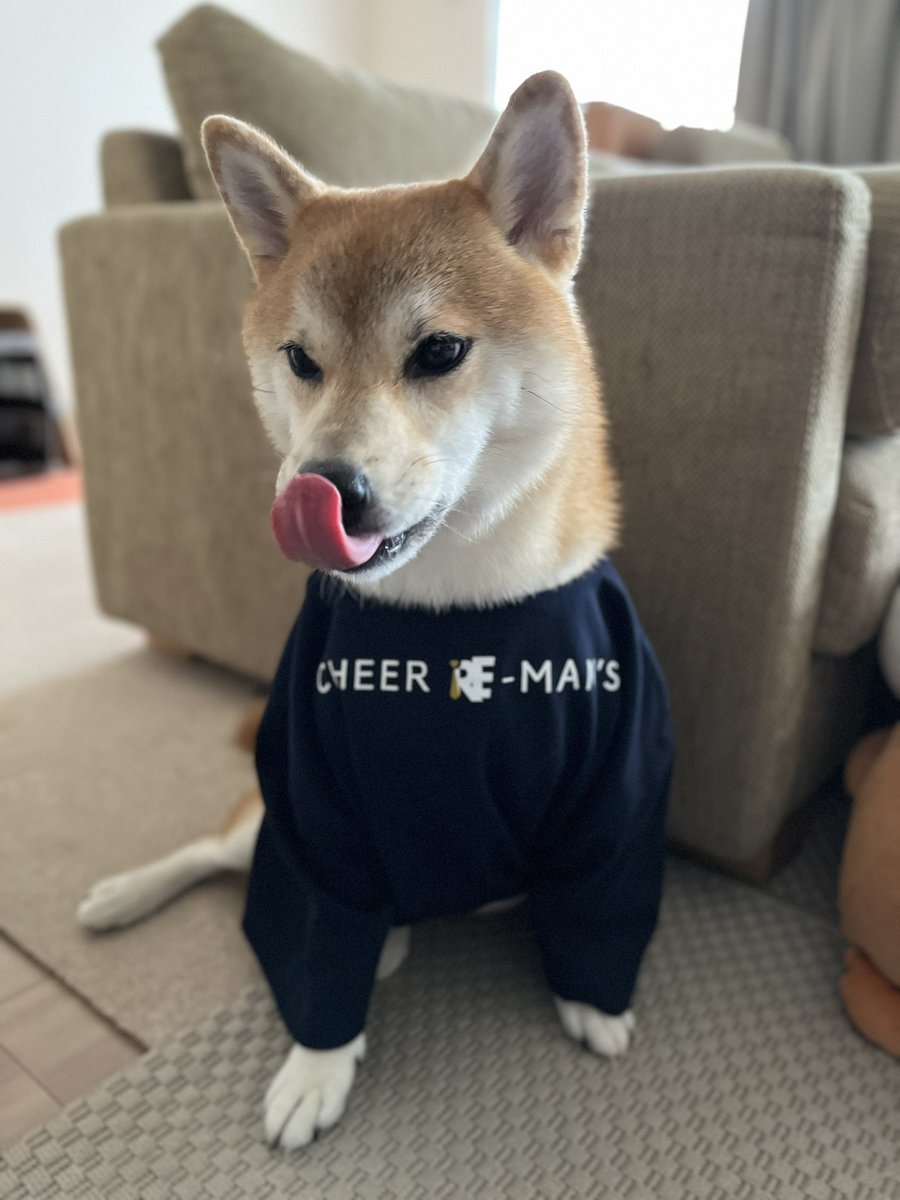 PON_JS's tweet photo. 5歳になったこもちゃん🍑に会ってきたよ！チアリーマンズのTシャツ着てチアリーワンズになってもらった🥹ありがとうこもちゃん🍑
#柴犬
#柴
#チアリーマンズ
#チアリーワンズ https://t.co/Z26swpRM9u
