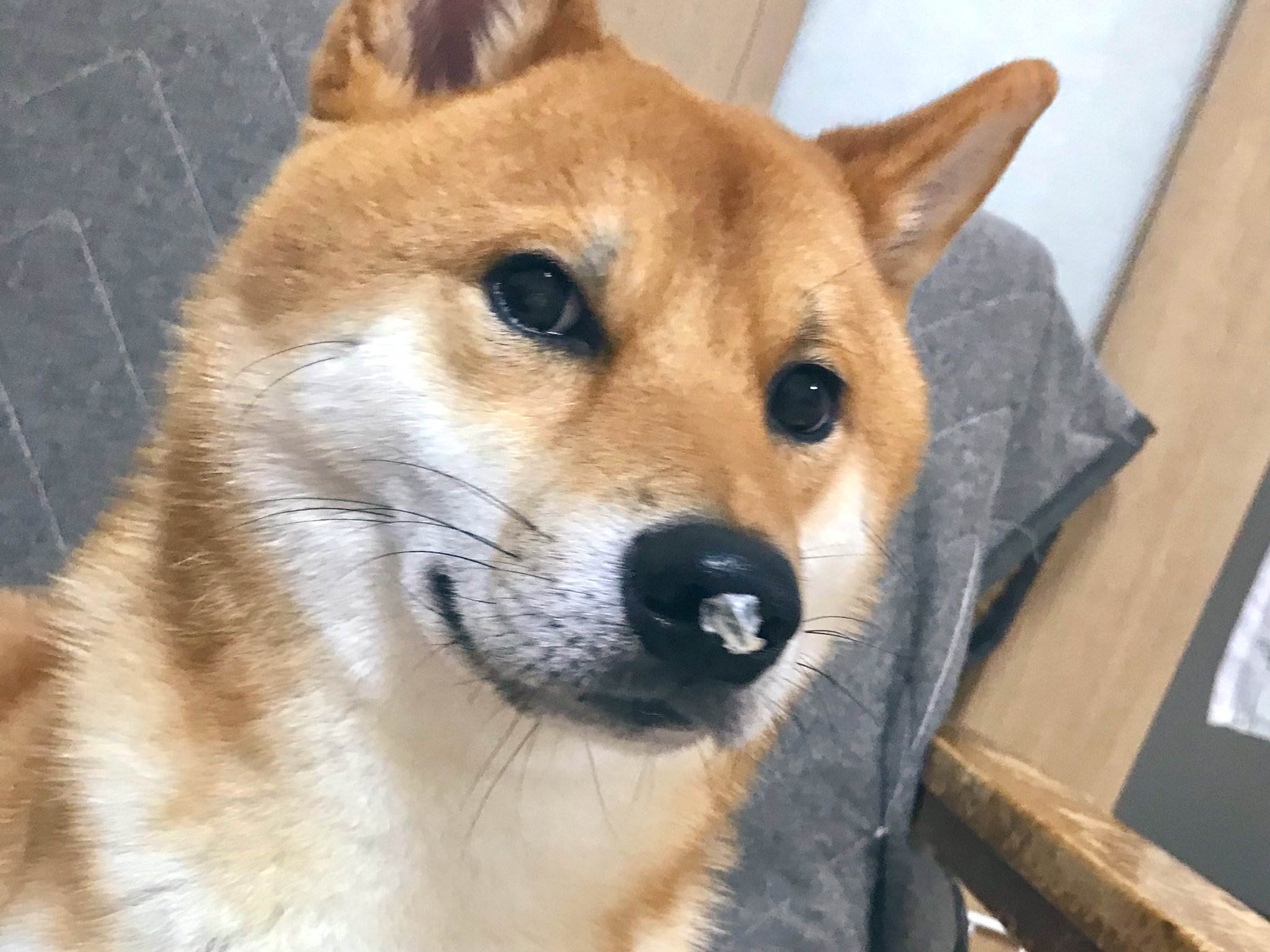 なつポょ🐶 on X: 