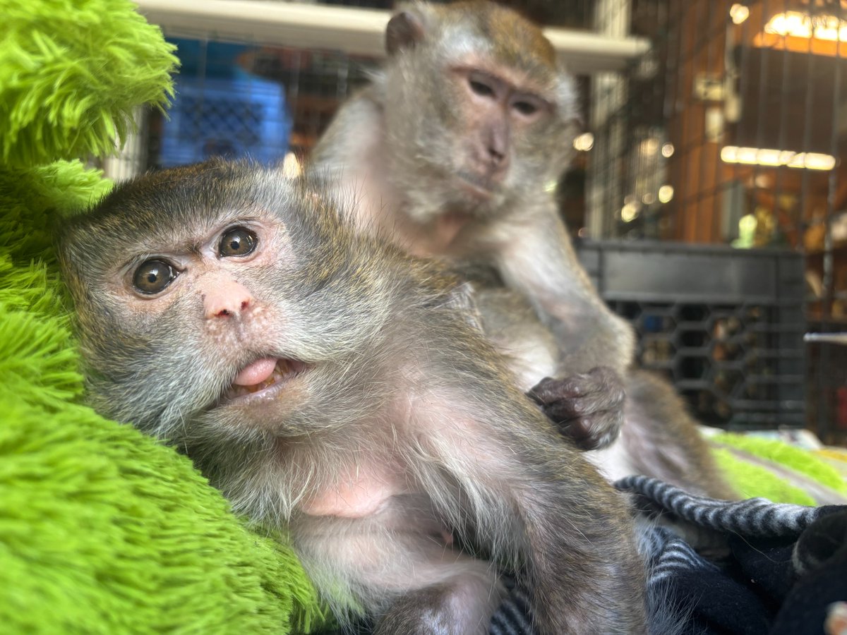 This is what relaxation on a Sunday is all about! Bubbles is snuggled up to a big, soft plush animal, while being groomed by her sweet friend Mojo. She is a cozy and happy girl🥰