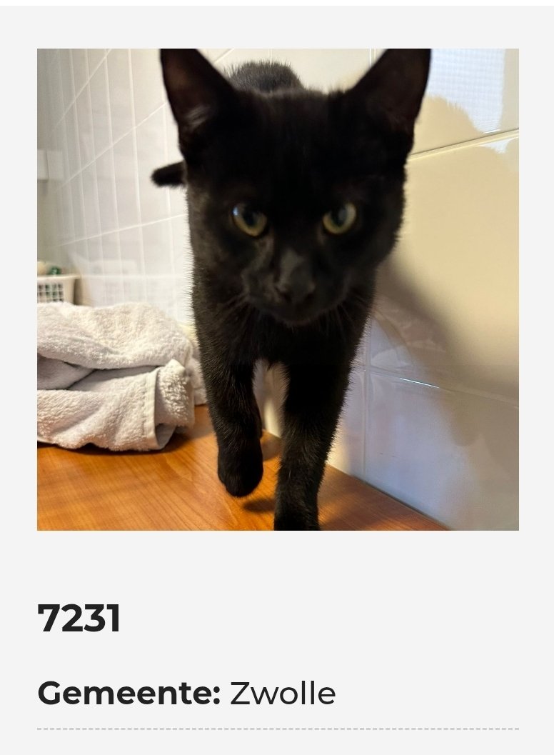 AsielZwolle's tweet photo. Gevonden 27 september 
Kater, geen chip.
Kleefstraat Zwolle https://t.co/iZRb5TjkMy