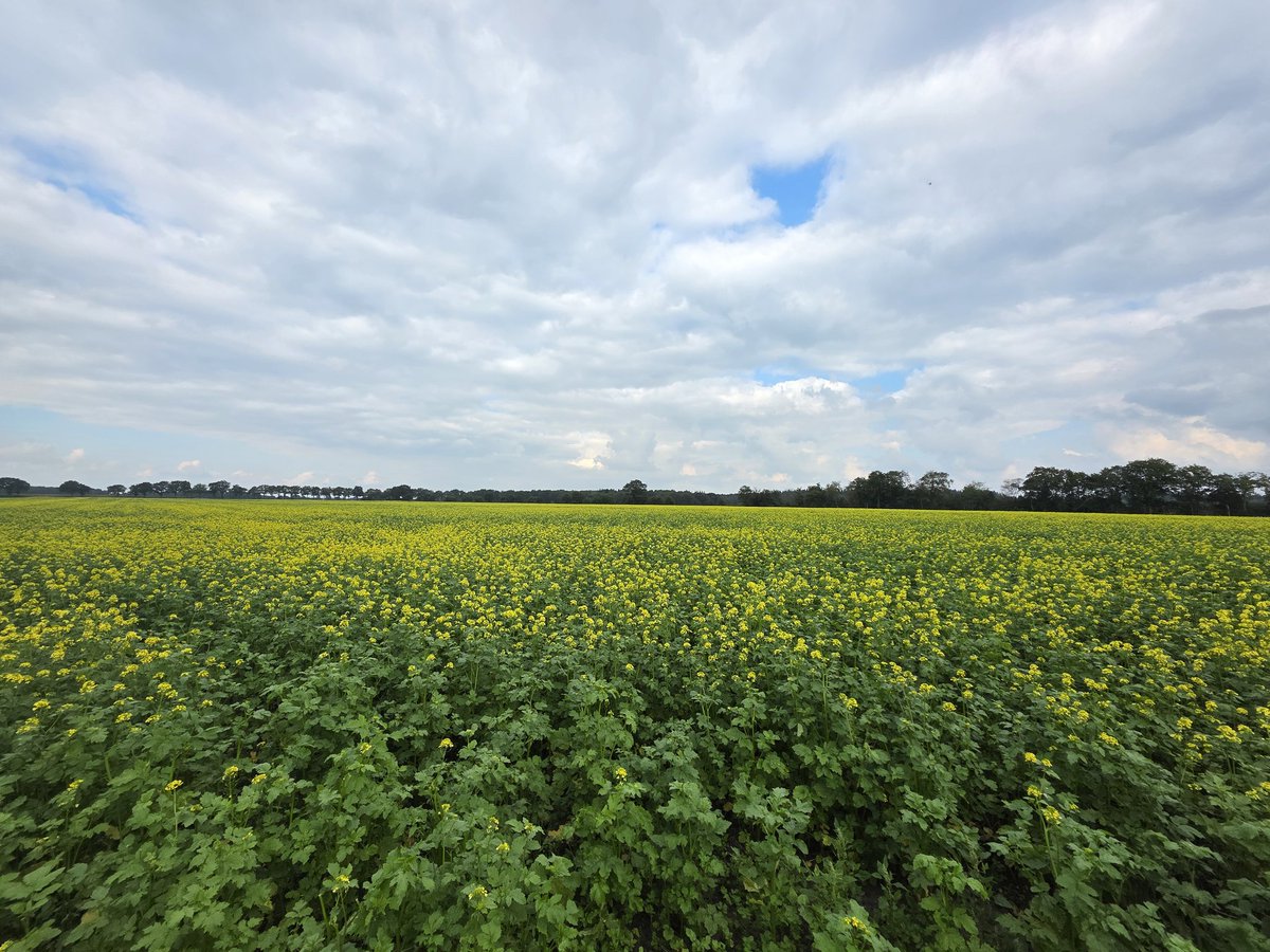 Sylvia Westerhuis tweet media