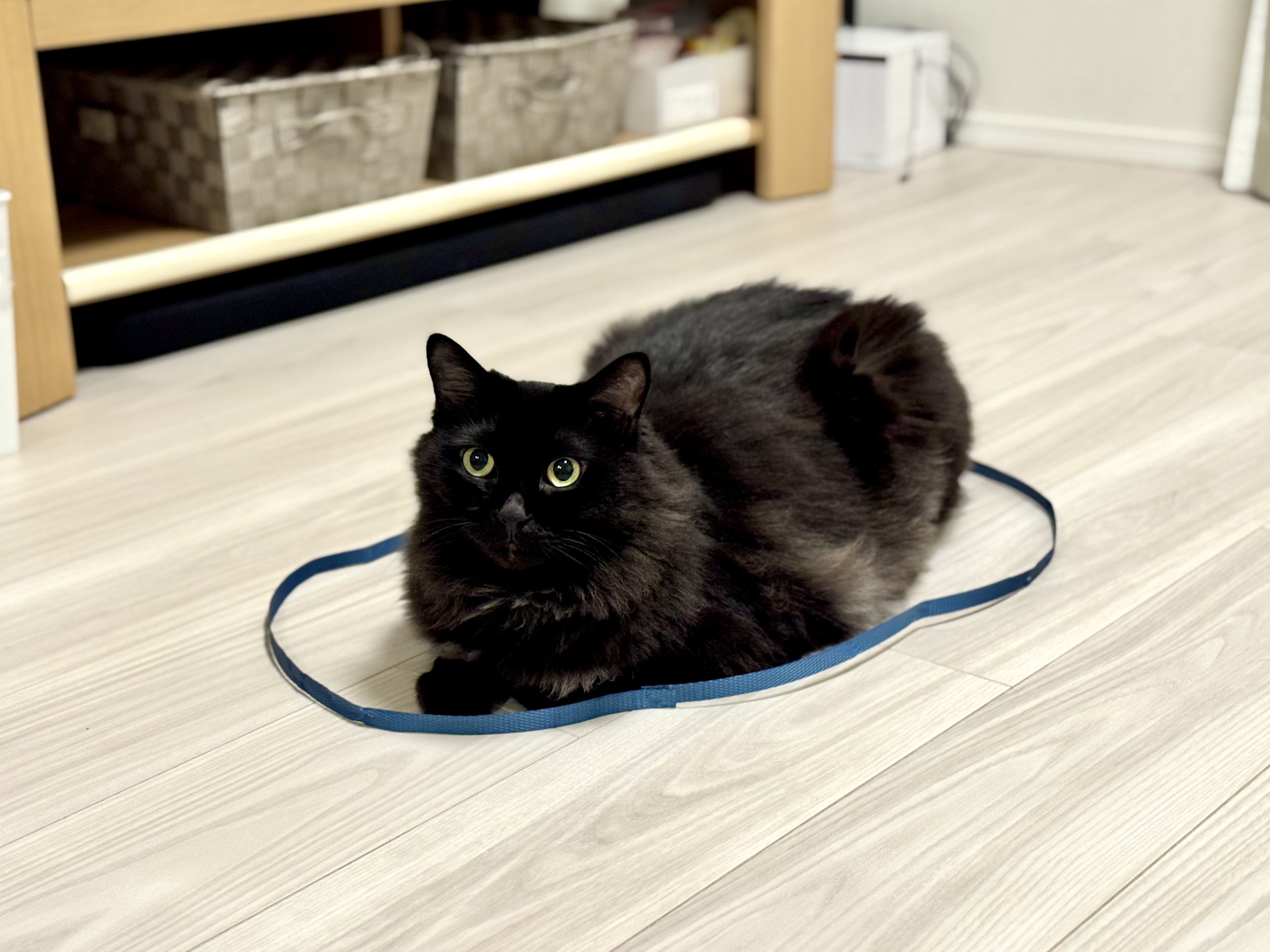 ケロ┊comorebi notes 🌸 (@kero_BIRUGE) / X