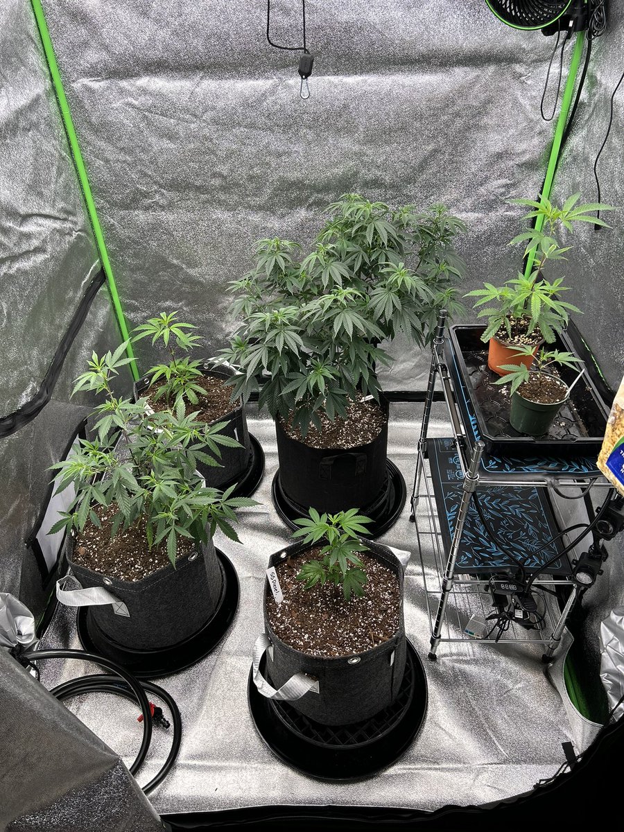 Transplant and Haircut day. ✂️ 

All the “Clone Only” keepers I’ve decided on. These are all gonna be the new Moms. 

GMO <a href="/SkunkMasterFlx/">SkunkHouseGenetics</a> 
Blueberry @DJShort cut
Grandslam <a href="/CopycatGenetix/">Copycat Genetics</a> 
SinCity Kush <a href="/alphakronik/">alphakronik</a>
