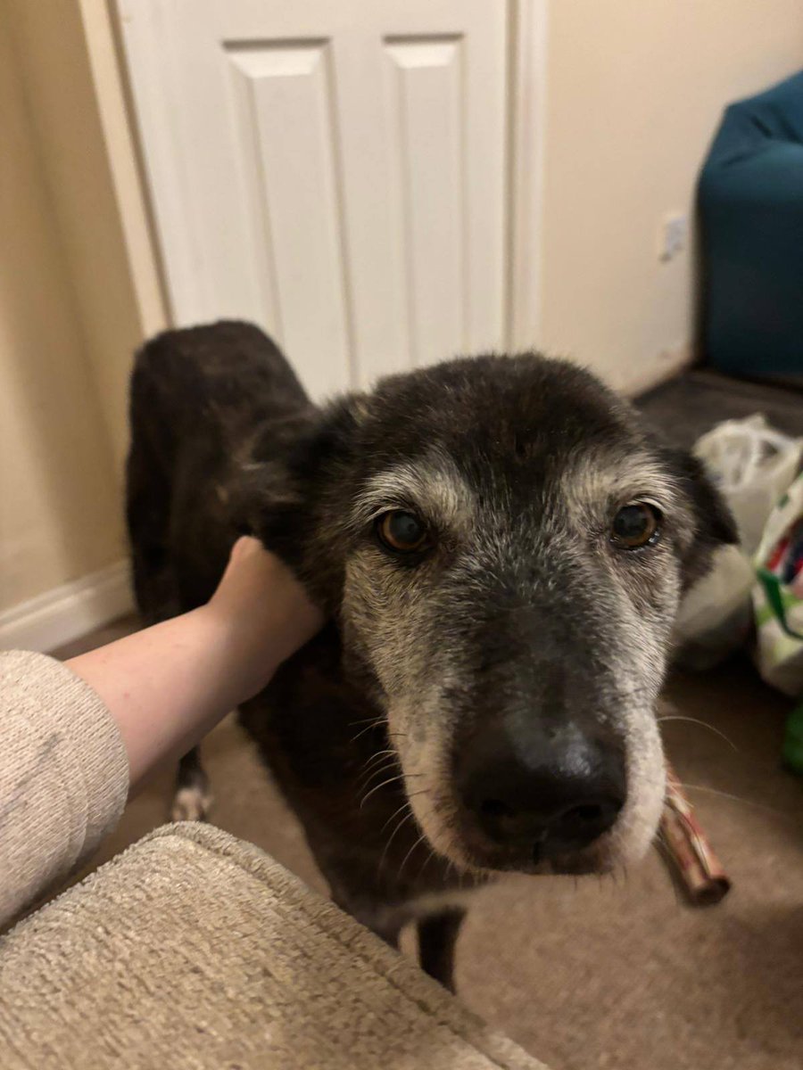 Pawprints2F's tweet photo. Leicestershire 🐾

Oldie Bella is 13 and is quietly waiting for a retirement home 💕
She's such a lovely girl that just wants a bed, some strokes and some treats ❤️
She enjoys naps and cuddles. She can live with other calm dogs and kids 14+

Apply: https://t.co/UKATK6O6W4 https://t.co/INqmeTFxqg