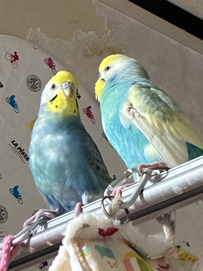 仲良しインコ 自由過ぎる年下インコにジャンボ君の対応が紳士的すぎる【仲良し