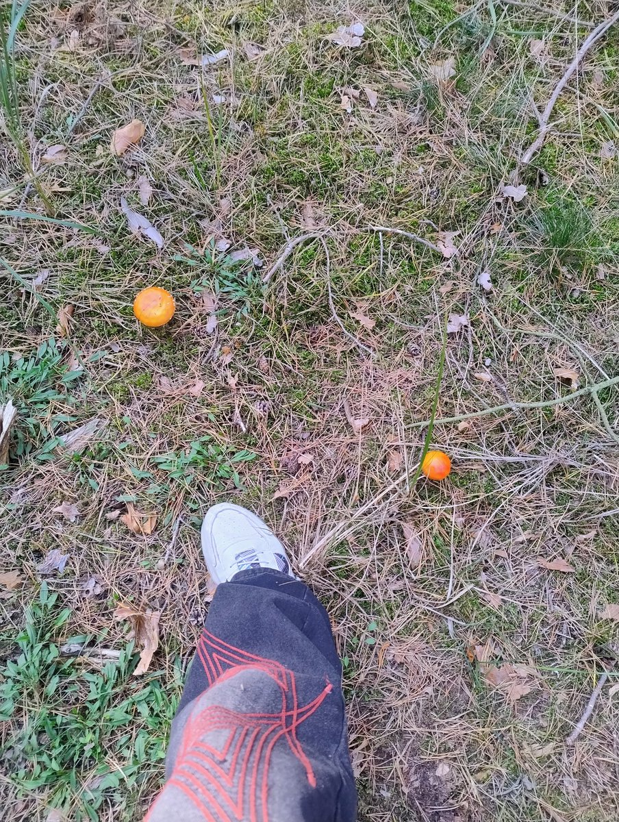 Dann mal paar Pilze sammeln.