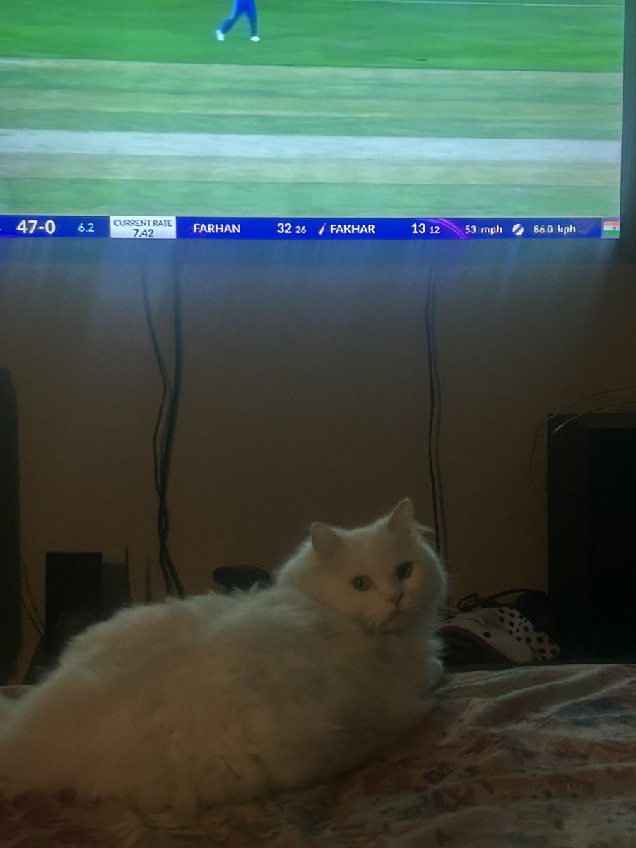 PakiSwift's tweet photo. Even my cat is tired of ur batting Fakhar https://t.co/tQHPIvGVZw