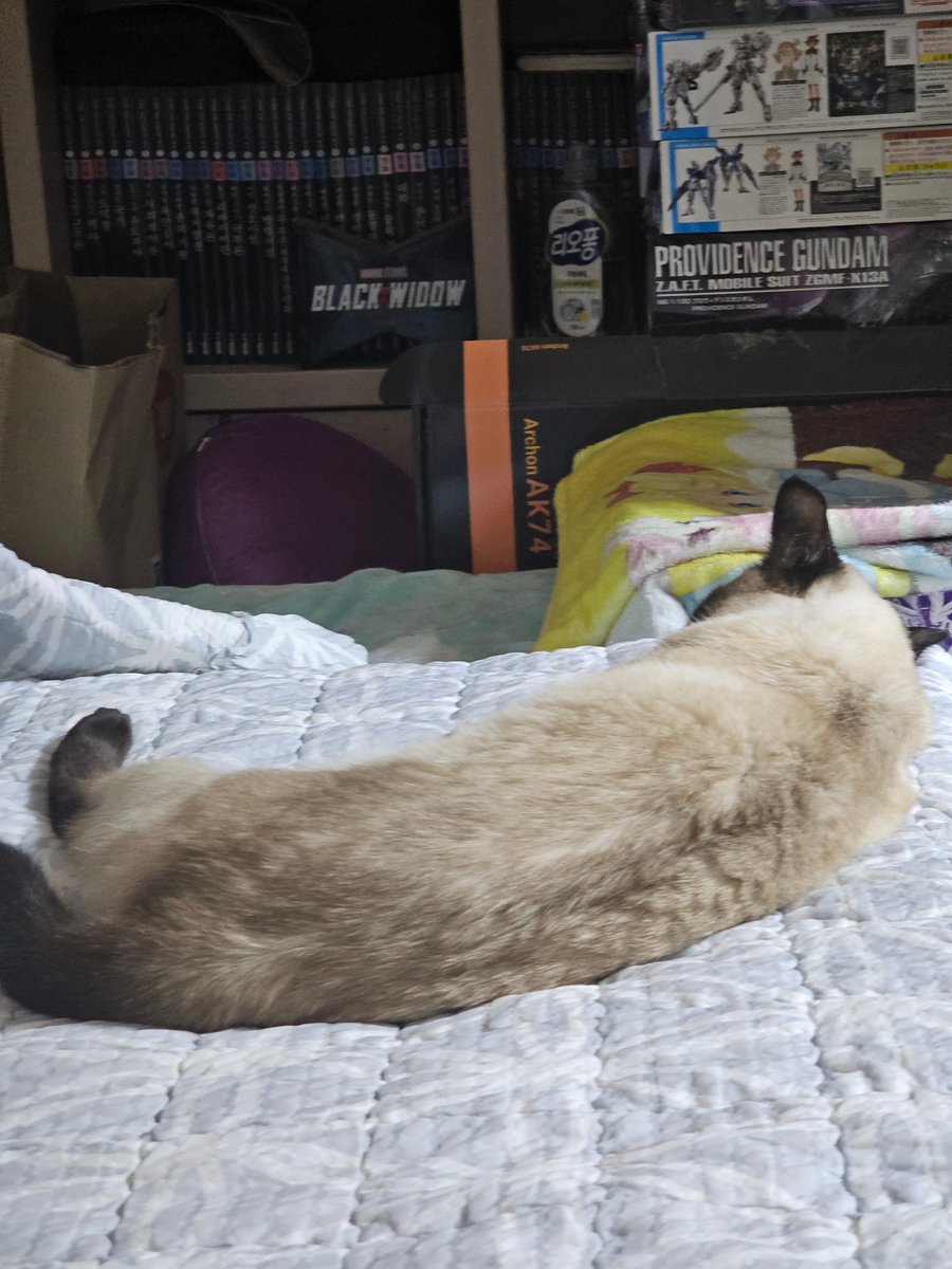 흑흑 놀아달라고하다가 지친거 귀여워