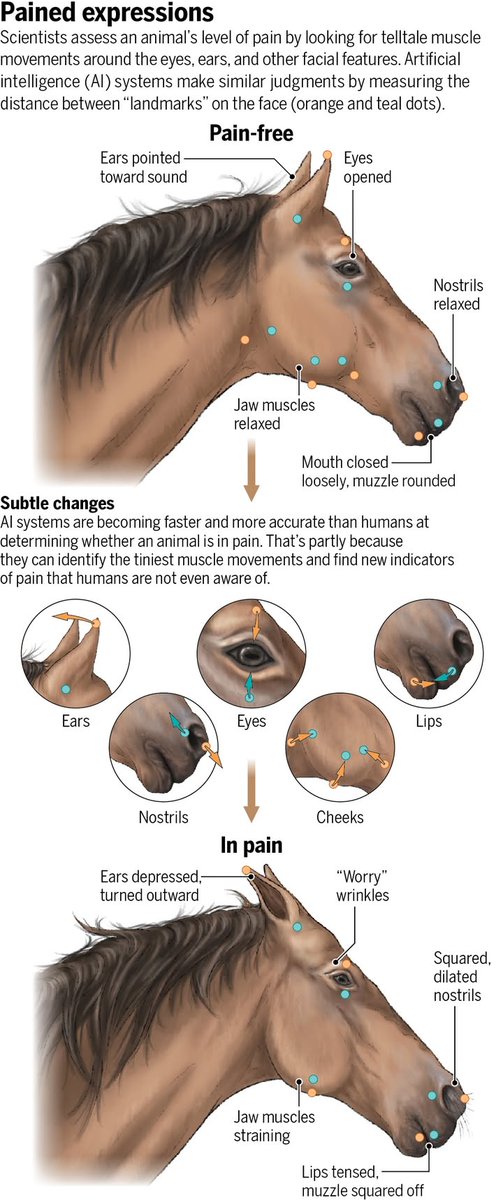 ScienceMagazine's tweet image. Artificial intelligence is becoming better than humans at scanning animals’ faces for signs of stress and pain. Are more complex emotions next?

Learn more: scim.ag/3QCQBOR @NewsfromScience