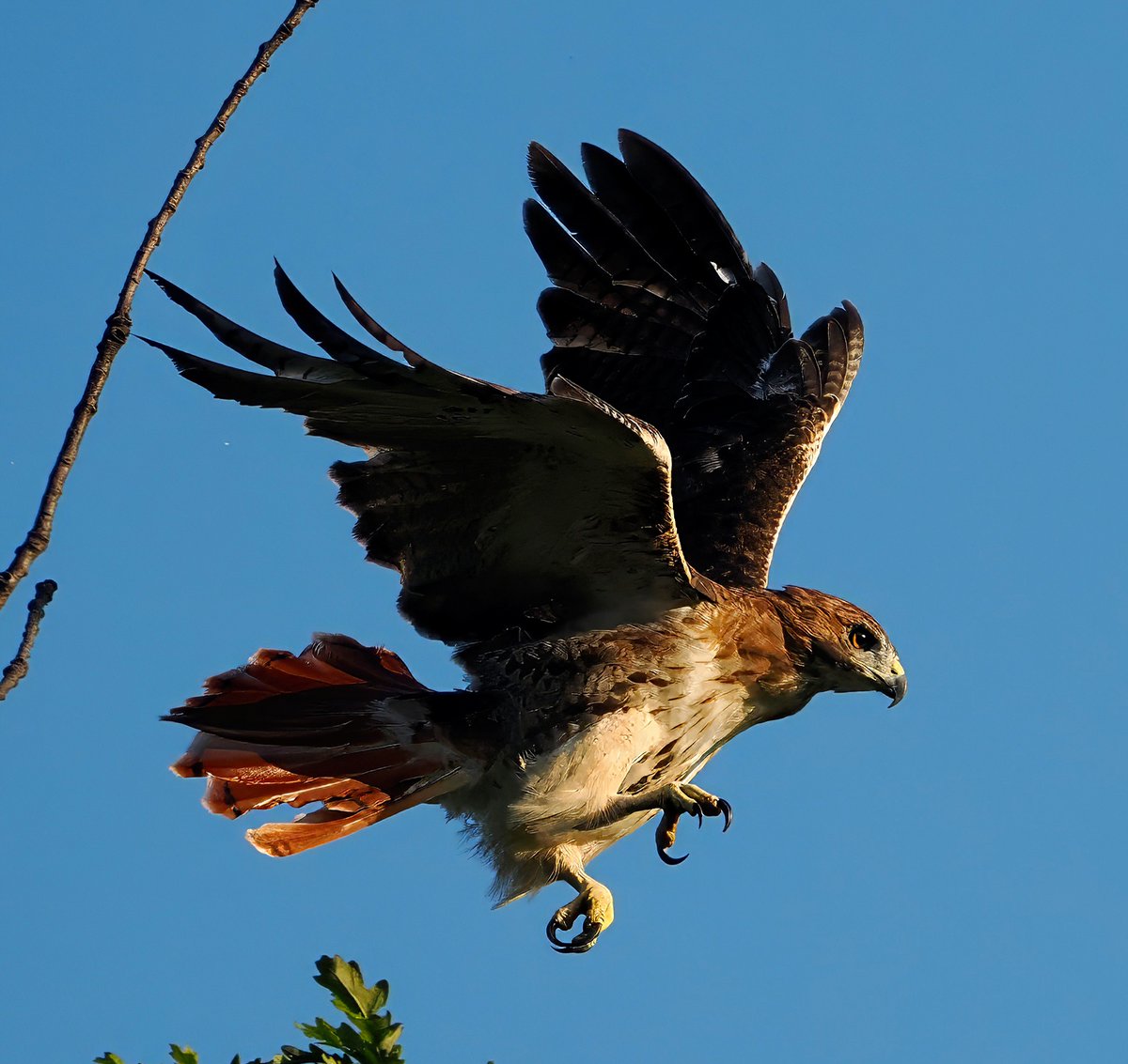 Above96th's tweet image. 🎉🎉🎉 I was keeping an eye on this Red-tailed Hawk in Central Park when a murder of Crows started harassing it. As it flitted from branch to branch, I got this shot. Has to be one of my all-time favorites of a hawk in flight! 🥰🥰🥰 #Hawks #CentralPark #birdcpp