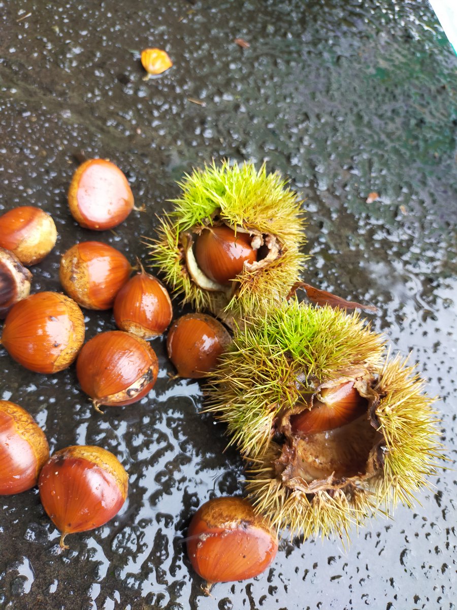 Chestnuts found on my morning walk to work—Hokkaido’s gentle gift of autumn.

Get Health foods at our shop I Love Hokkaido!
ilovehkd.com/products/bambo…

#北海道
#홋카이도
#Hokkaidō
#Hokkaido
#ฮกไกโด
#Хоккайдо