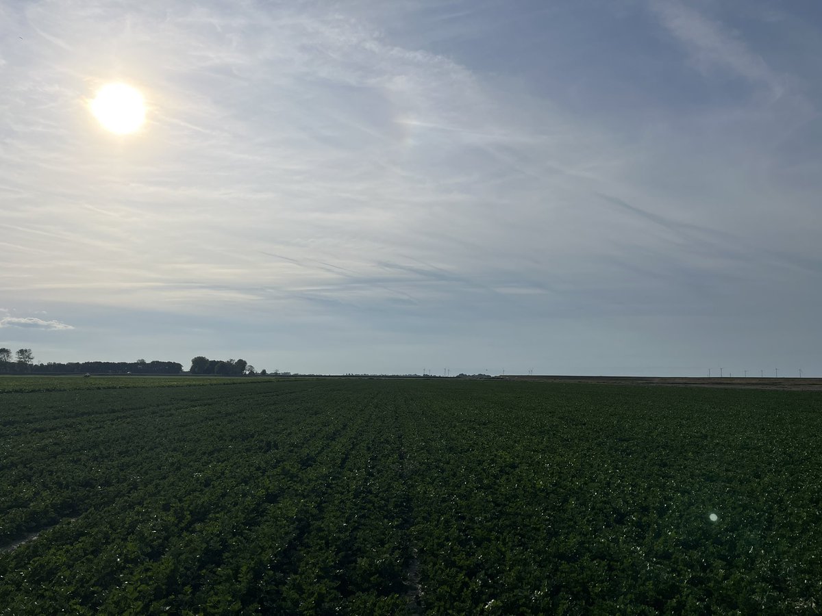 Rondje op de #akker. Meeste bloemenranden zijn uitgebloeid, maar sommige zijn nog prachtig. Geloof niet dat ik al vaker slapende bieten eind september heb gezien. Bijzonder jaar zo. #teelt25