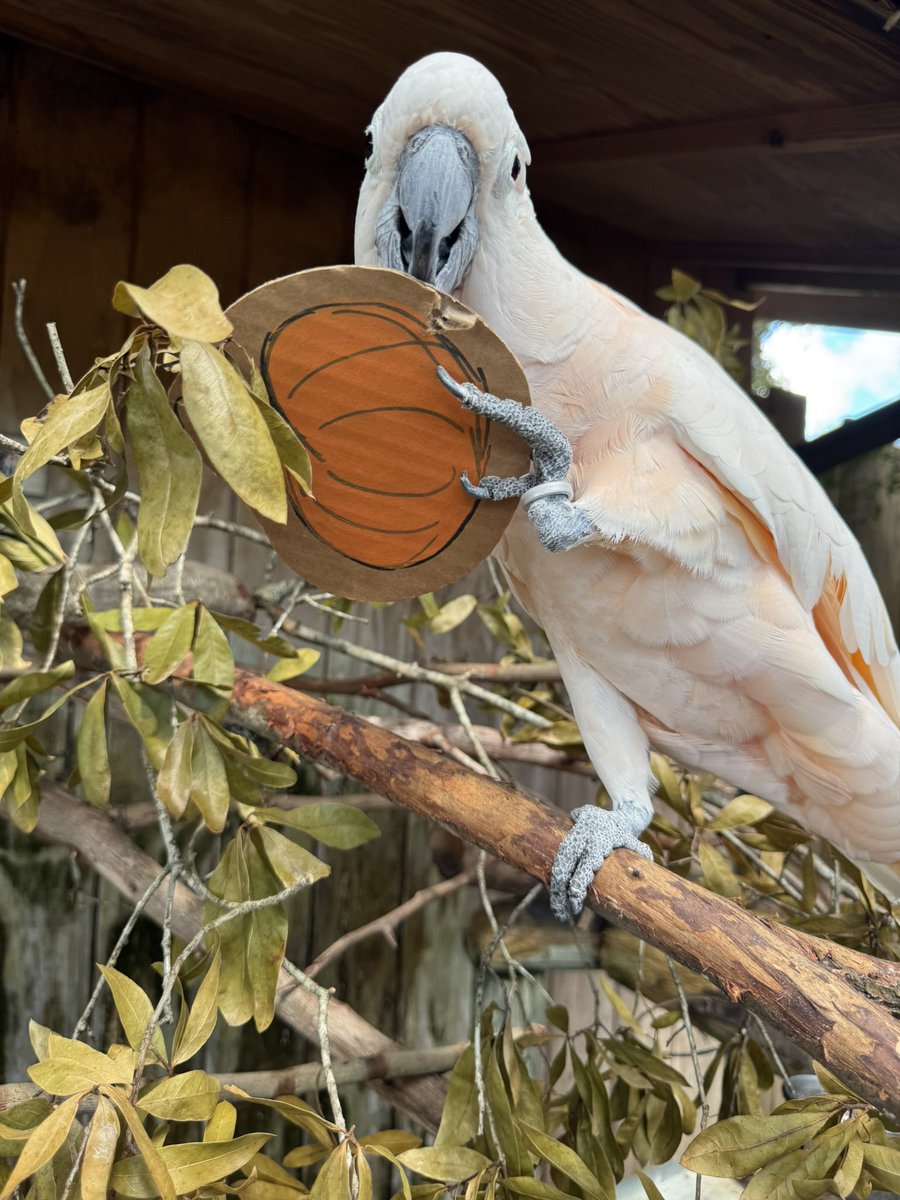 Come see us at Gatorland for Florida Family Halloween Fun‼️ #florida #wildlife