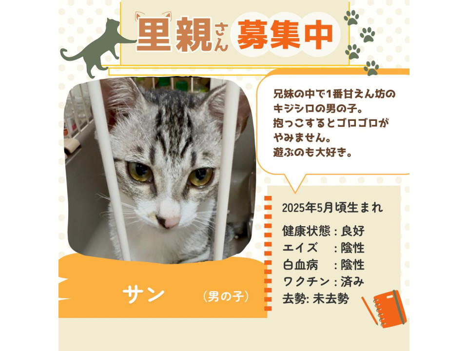いちごねこ様♡専用ページ いちごの日