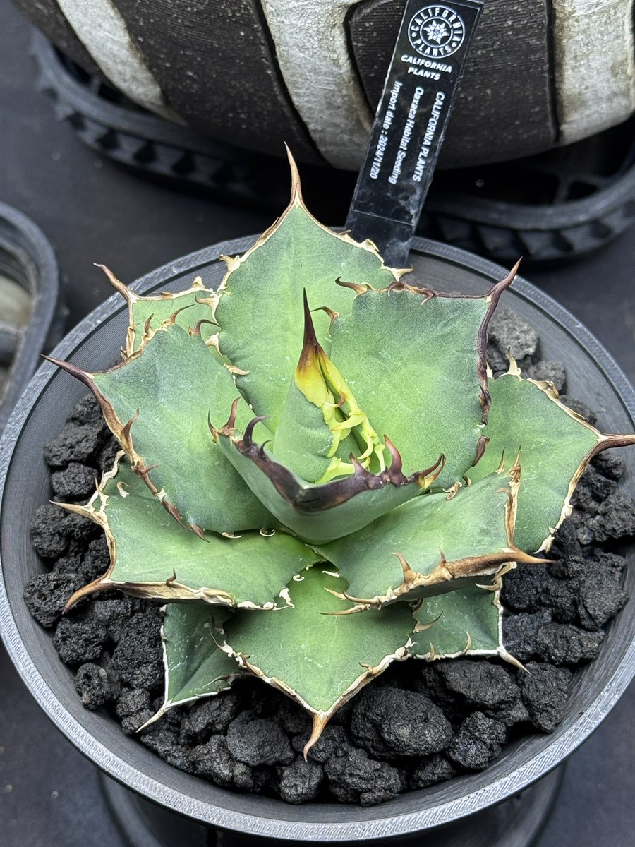 F.T.W TOKYO tweet media