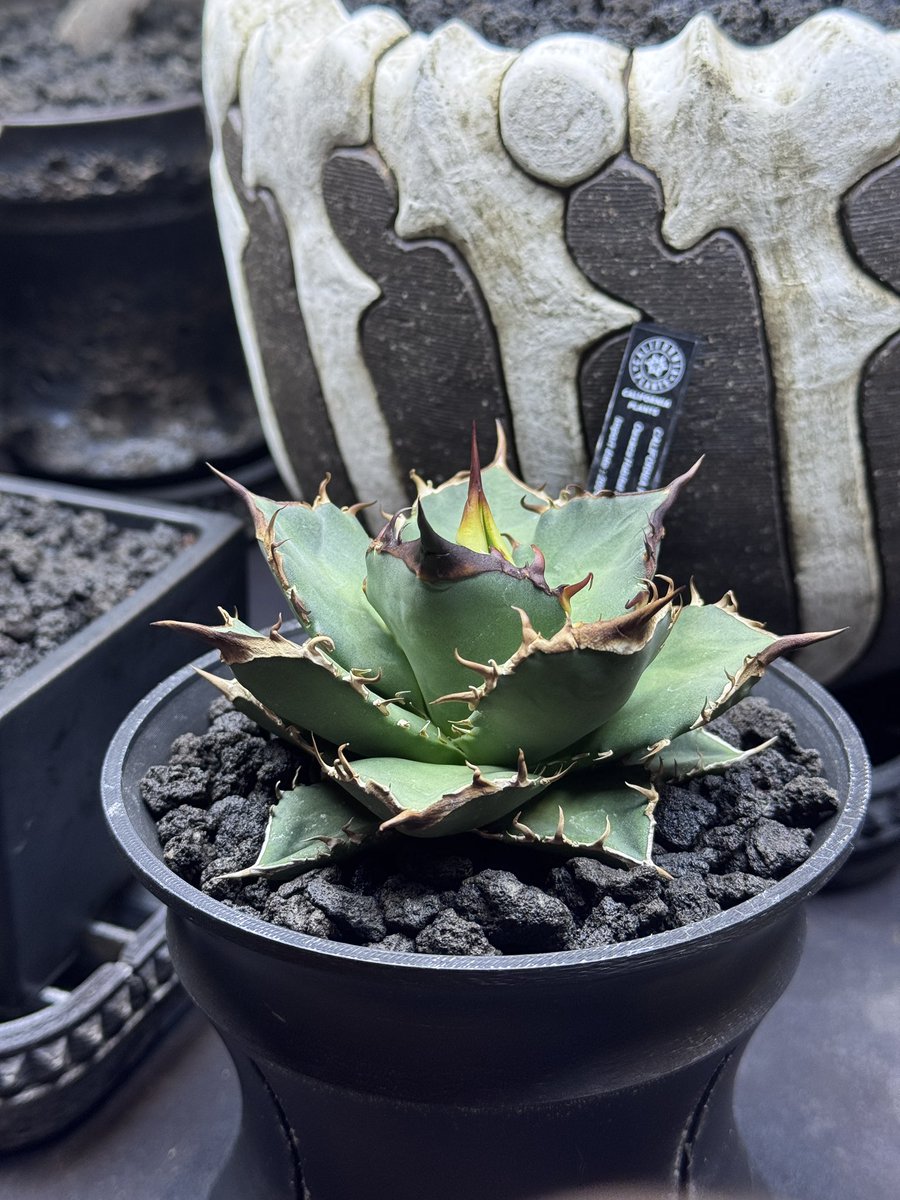 F.T.W TOKYO tweet media