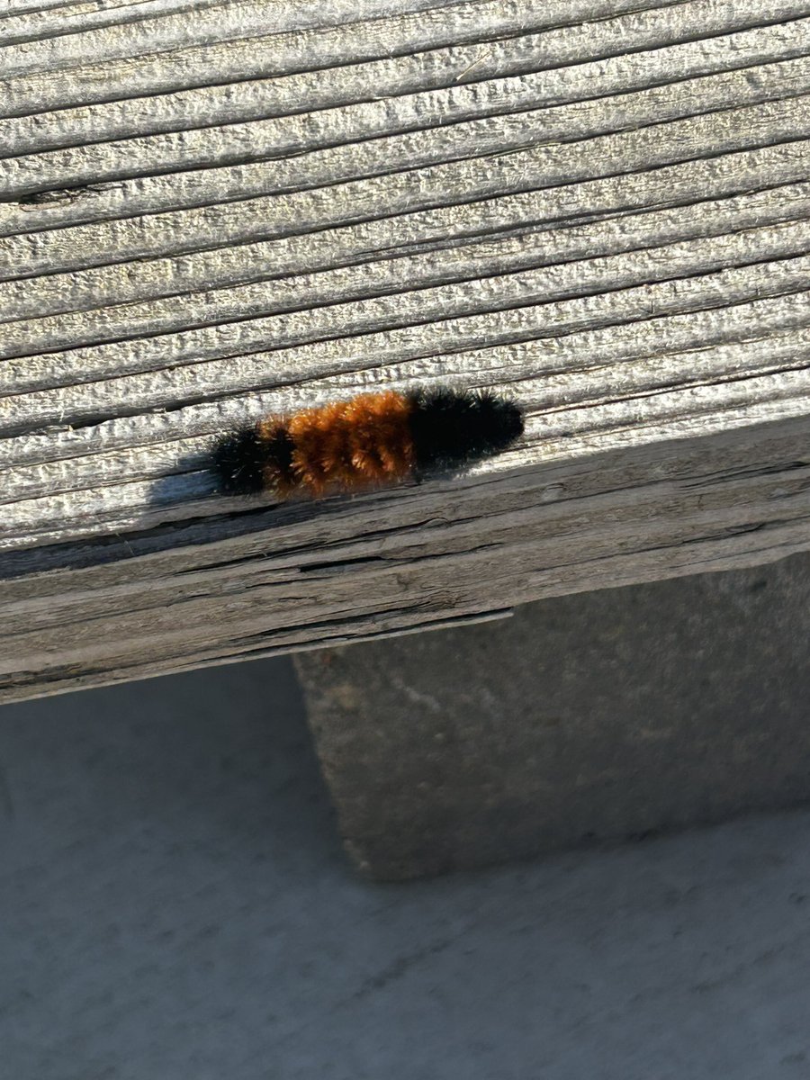 Winter in SE Nebraska will be mild this year. A wider orange band means mild.