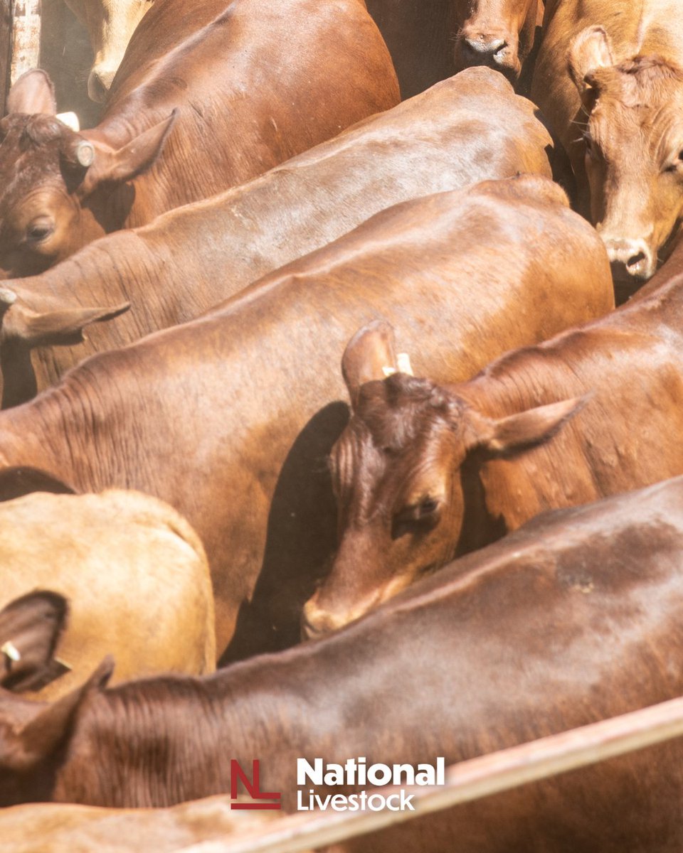 Just like the markets and the people that keep them going, the Stockyards don’t sleep, and neither do we.

Open 24/7 — just give us a call.

David Lawson ☎️ 405-823-2148
Scott McCornack ☎️ 405-664-1489