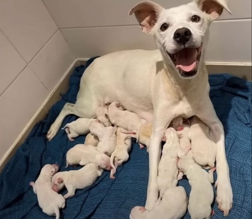 This dog just gave birth to 14 puppies. This is her proud face. Please send your love to this great mom