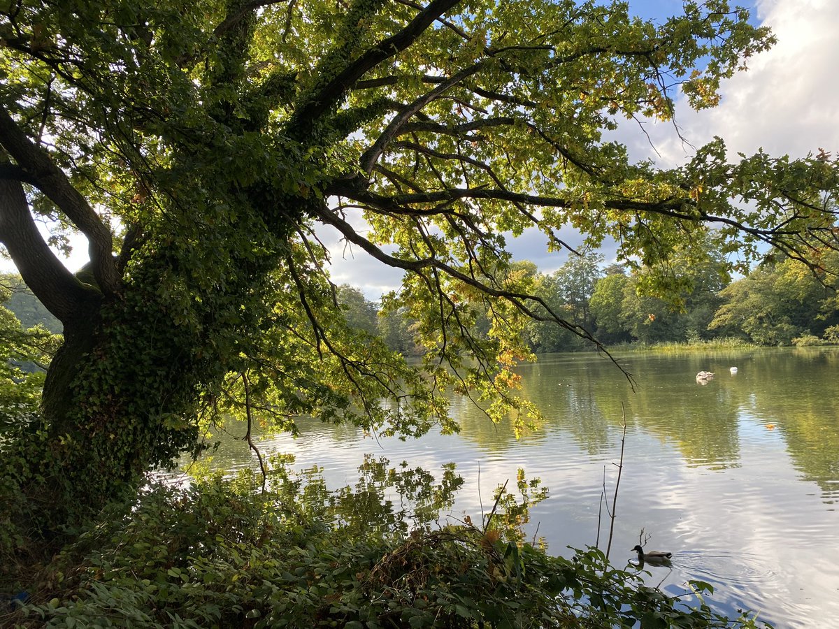 David Cook (@spiddly) on Twitter photo Just a Sunday afternoon walk around Whiteknights Lake #rdg #rdguk Just a Sunday afternoon walk around Whiteknights Lake #rdg #rdguk