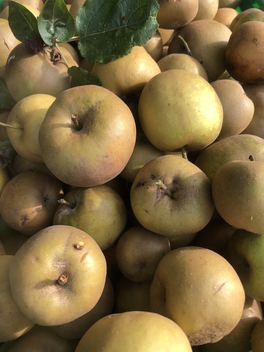 🍂Un dimanche d’automne en Normandie… 
La récolte n’est pas terminée mais en bonne voie ! On recommence le week-end prochain 🍏🍎